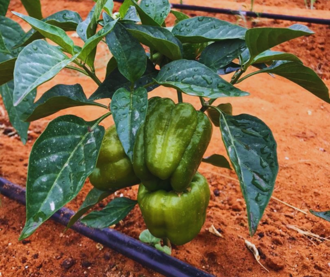 Namibia Paprika